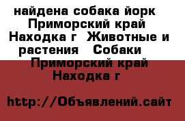 найдена собака йорк - Приморский край, Находка г. Животные и растения » Собаки   . Приморский край,Находка г.
